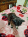 parcian cat